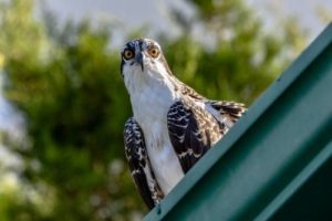 Flaconry for Bird Control