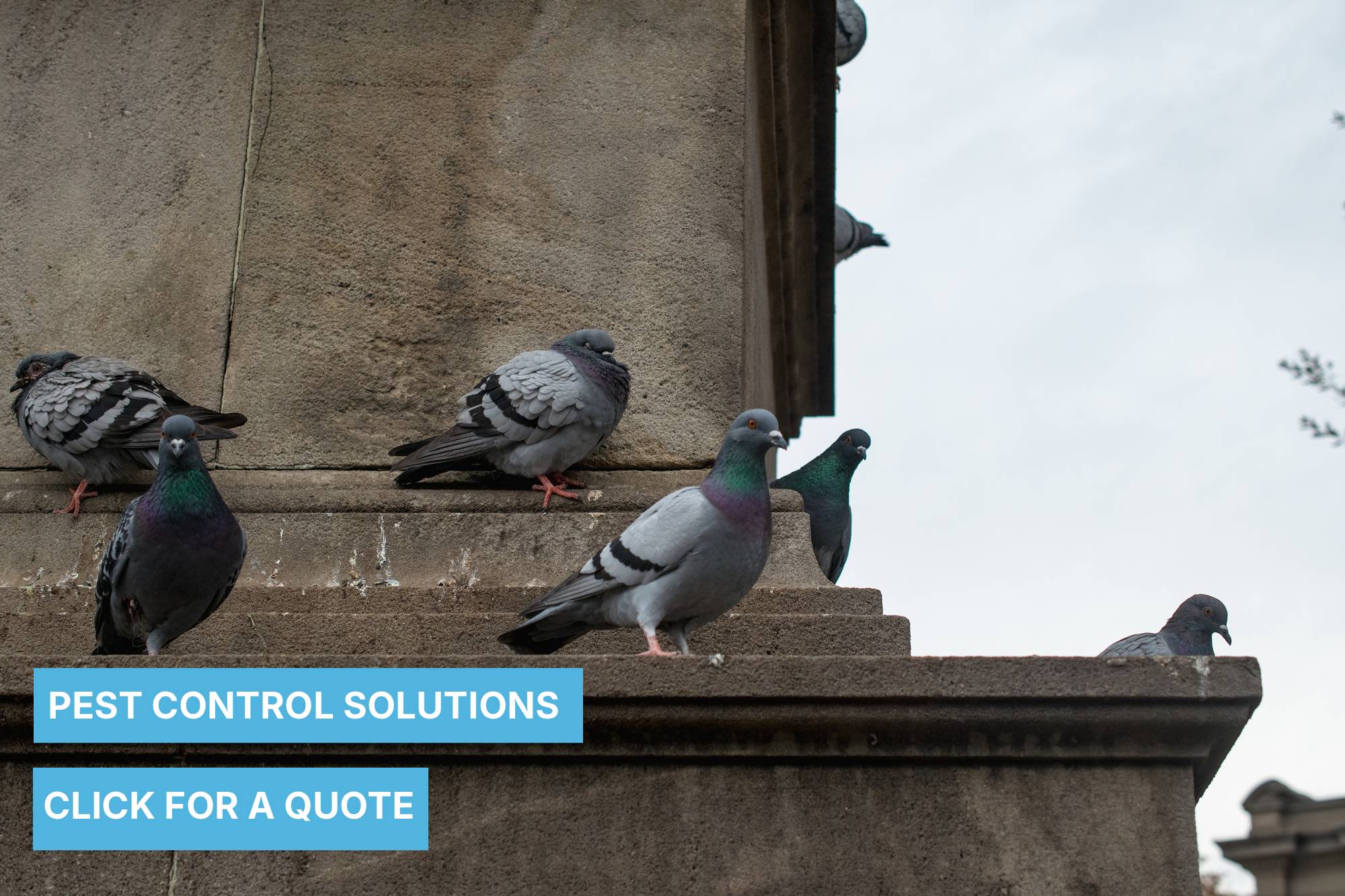 Pest Control Pigeons and Rodents